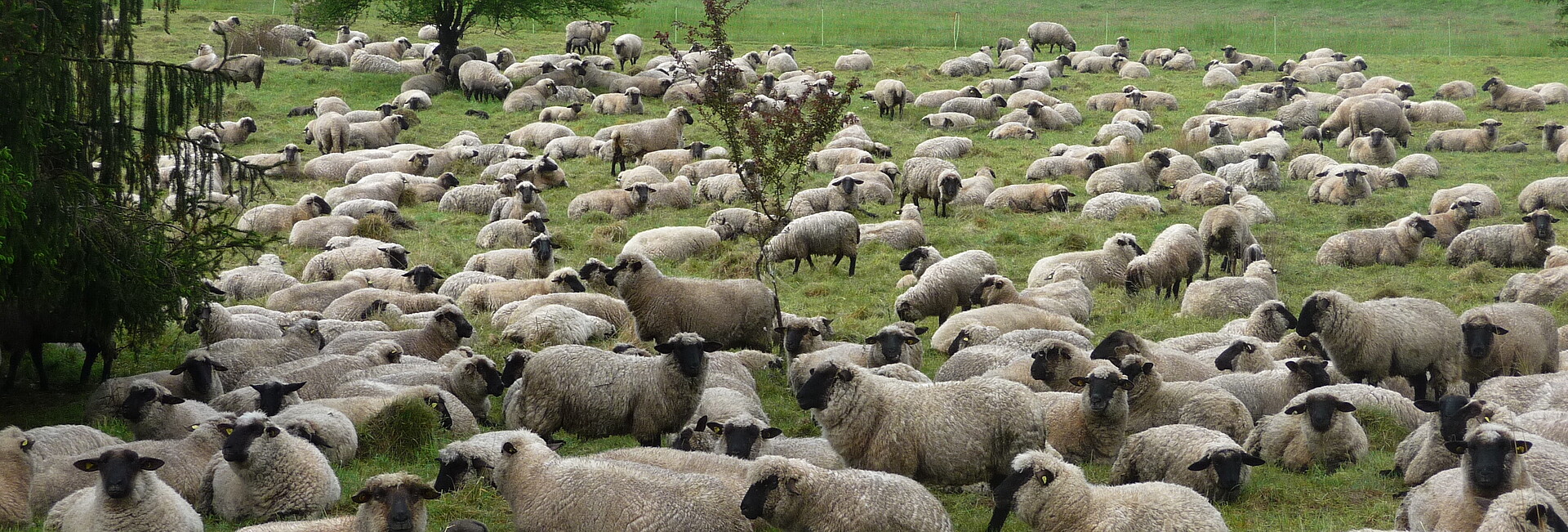 Schafe im Naturschutzgebiet