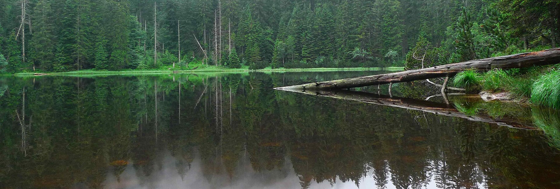 Dunkler Waldsee