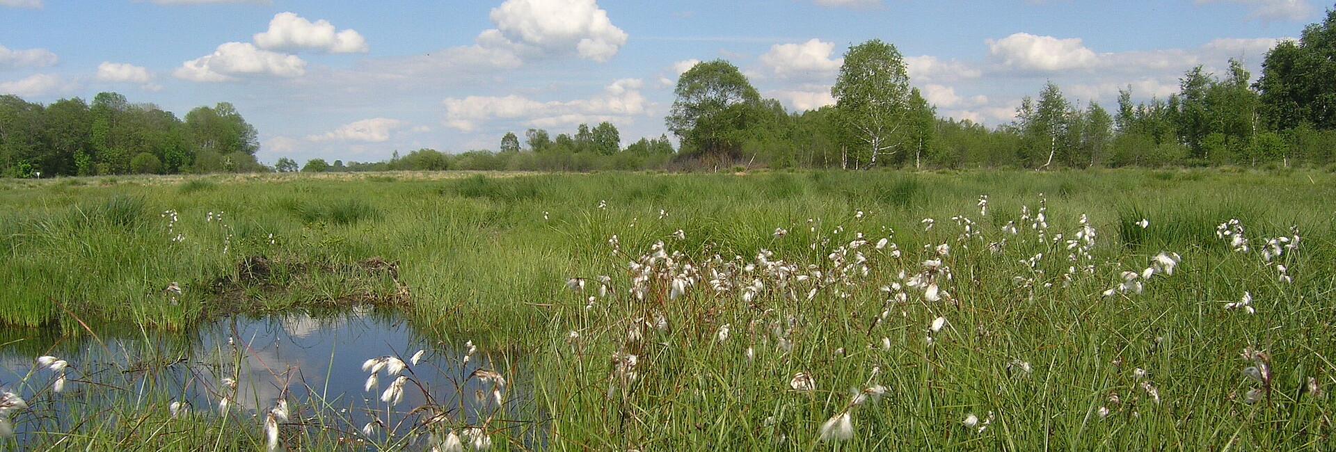 Blick auf eine Pfeifengraswiese im FFH-Gebiet Donaumoos