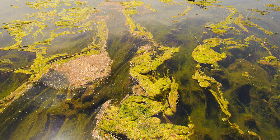 Ein See im Alpenvorland ist mit grünen Algen durchsetzt, im Hintergrund sieht man eine Bergkette