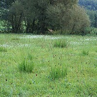 Pfeifengraswiese mit Großem Wiesenkopf