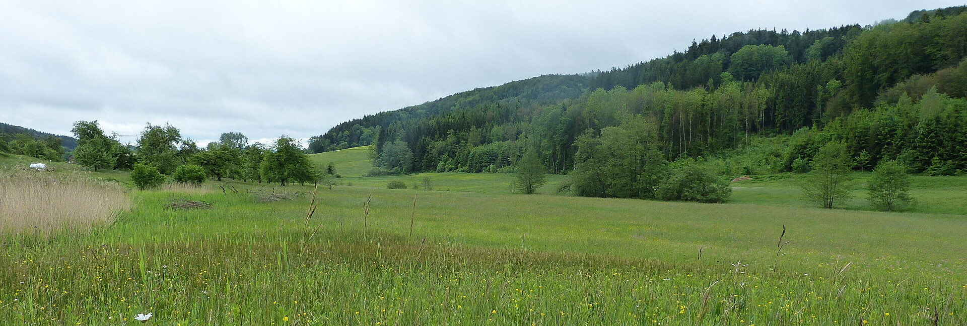 Blick auf eine Landschaft mit Wiesen und Wäldern