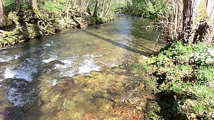 Fließgewässer im FFH-Gebiet mit Auwald-Streifen