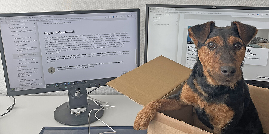 Hund sitzt in einem braunen Karton vor Monitore und Tastatur und Maus