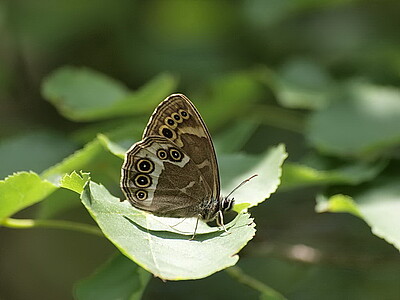 Schmetterling auf einem Blatt