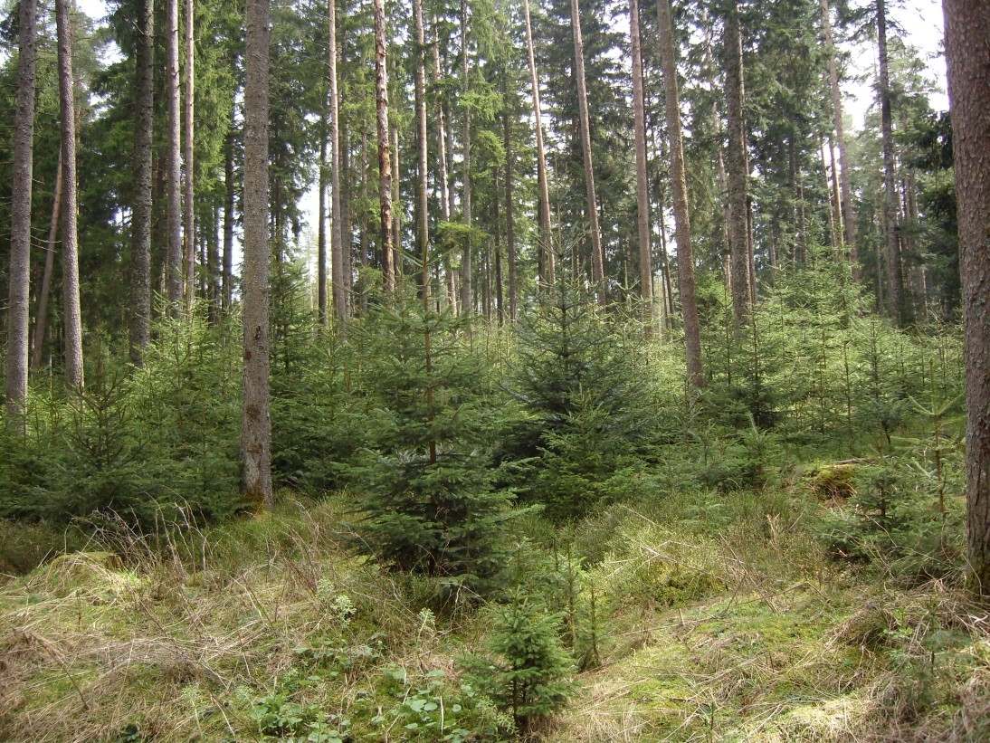 ungleichaltriger Nadelwald