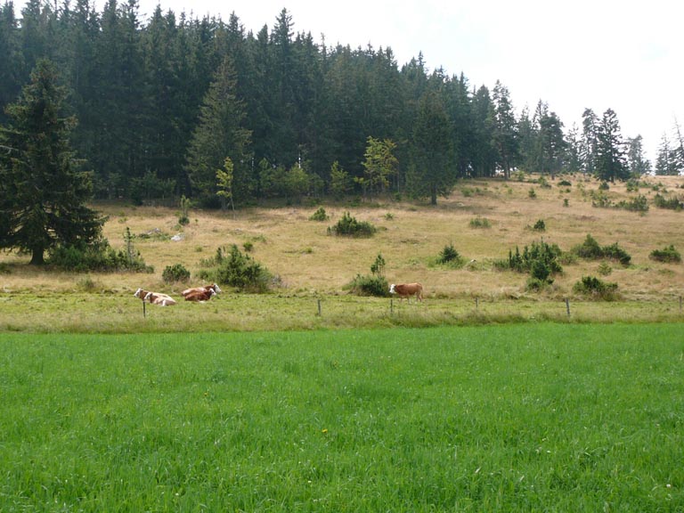 Kühe auf der Wiese im Blasiwald