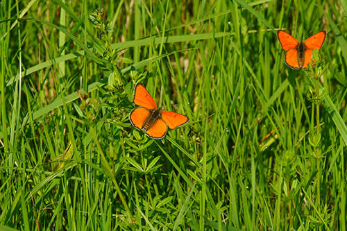 Zwei rote Schmetterlinge