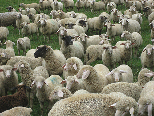 Schafe bei Prim-Vorland