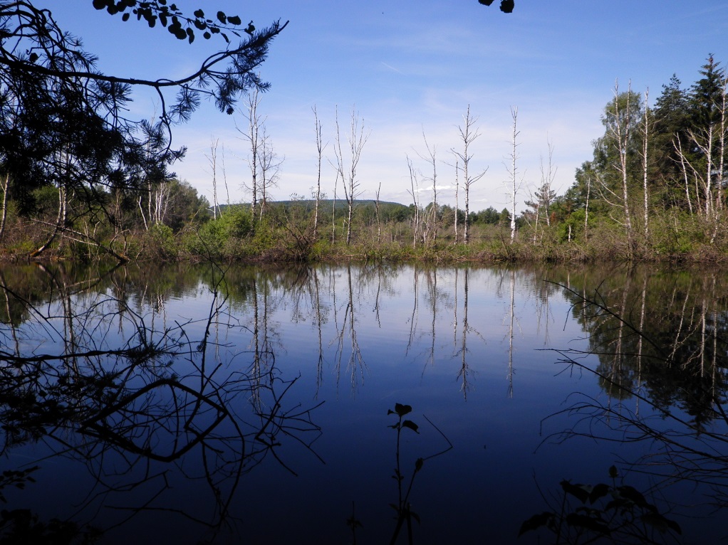 Lebensraumtyp Natürliche nährstoffreiche Seen [3140] im Naturschutzgebiet „Zollhausried“