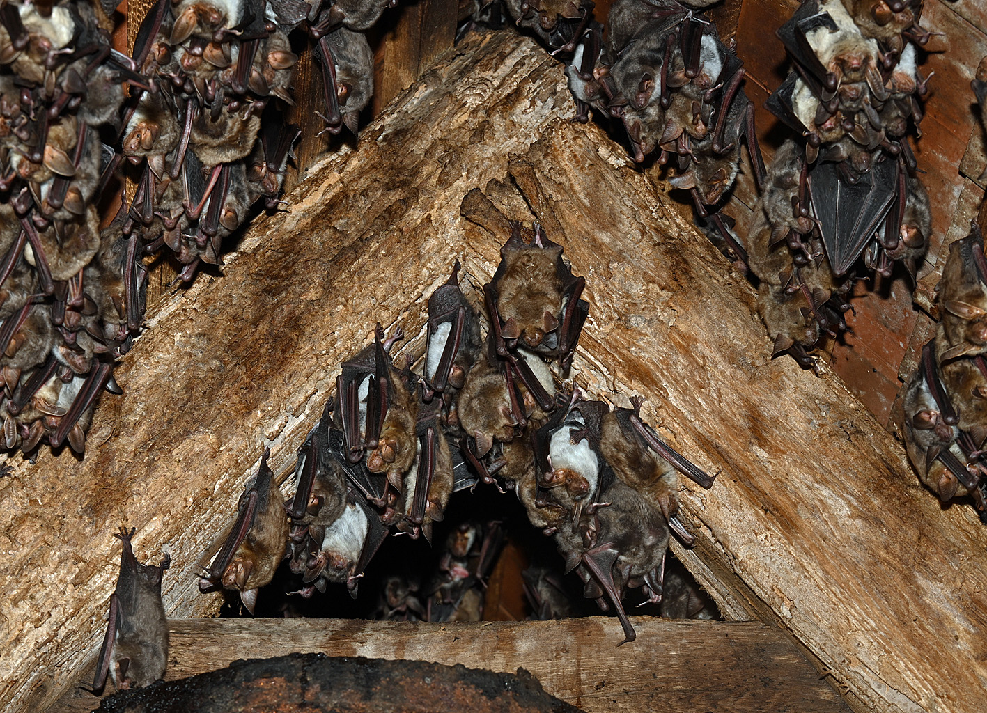 In der Altern Dorfkirche leben etwa 300 Große Mausohren.