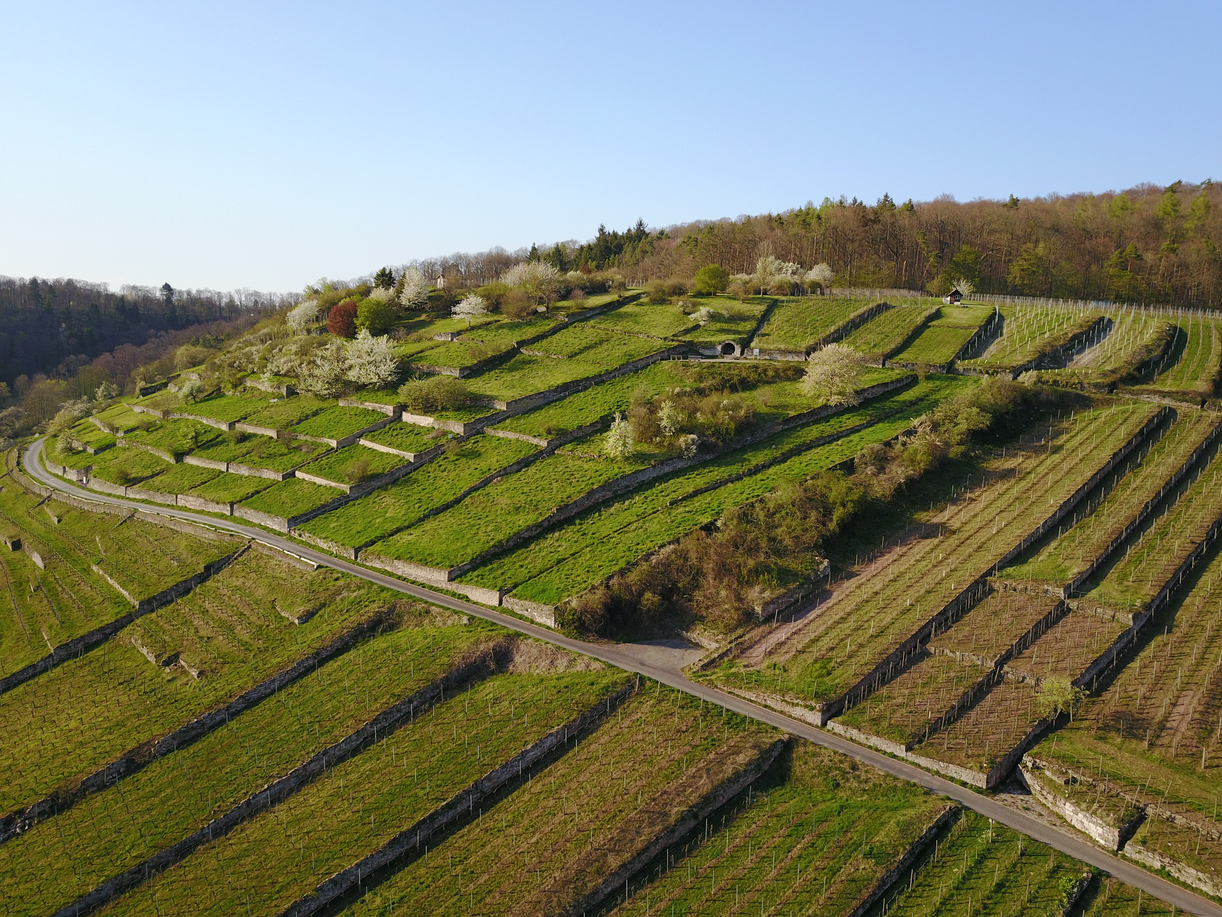 Kulturhistorische Weinlandschaft am Geigersberg