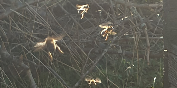 vier Honigbienen fliegen vor einem dunklen Hintergrund aus Sträuchern