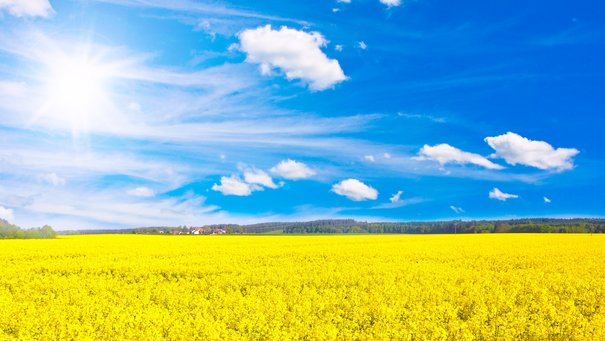 Senffeld mit blauem Himmel