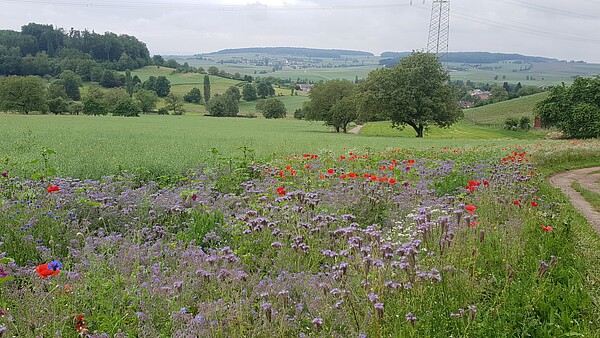 Verschiedene Blumen auf einem Feld