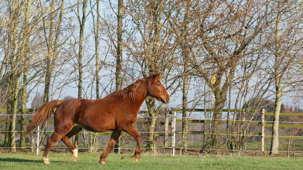 Ein Pferd trabt über eine Weide. Im Hintergrund blickt man auf Bäume.