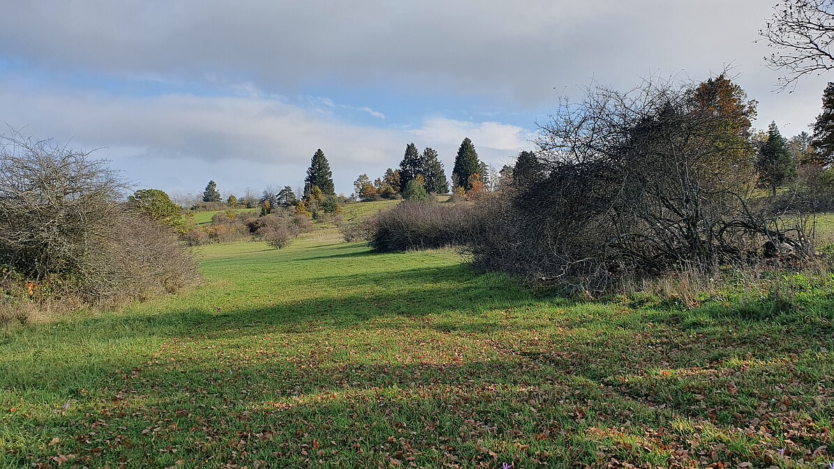 Wiese mit Geländeerhöhung