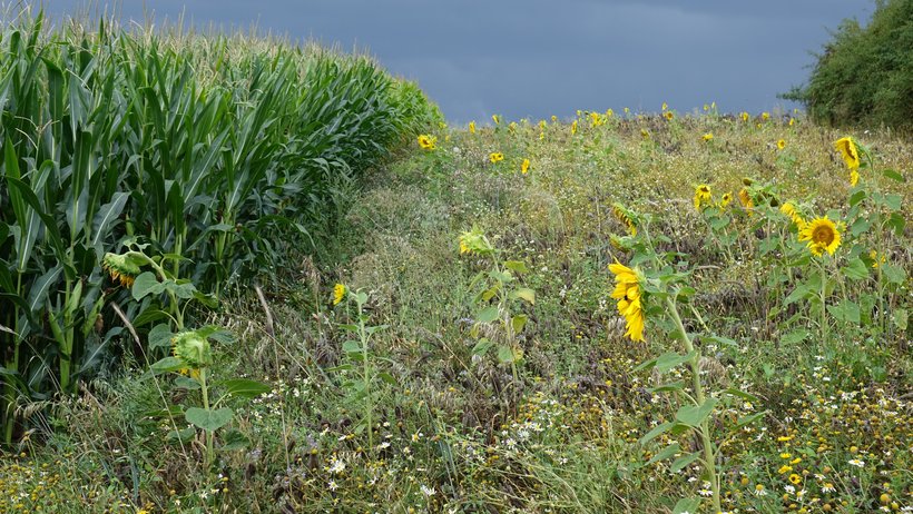 Blick auf ein Maisfeld, links im Bild. Auf der rechten Bildseite blickt man auf eine extensive Bepflanzung mit Sonnenblumen, Phacelia und anderen Wildpflanzen.acker mit Sonnenblume, Pacaliea