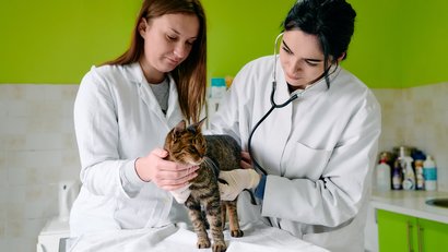 Zwei Tierärztinnen halten vor grünem Hintergrund eine Katze auf einem Behandlungstisch fest. Die linksstehende Ärztin beruhigt die Katze, die rechtsstehende Ärztin untersucht die Katze mit dem Stethoskop.