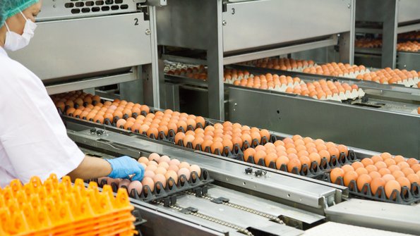 Eierverpackung am Fließband