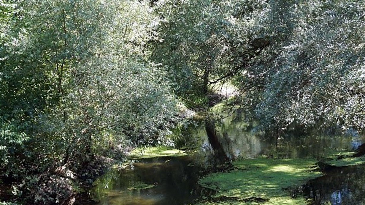 Überfluteter Auenwald mit auetypischer Flora. 