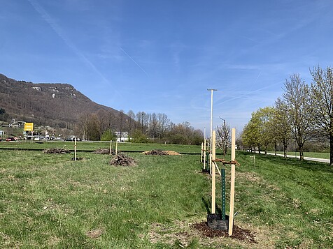 Neu gepflanzte Bäume auf einer Wiese
