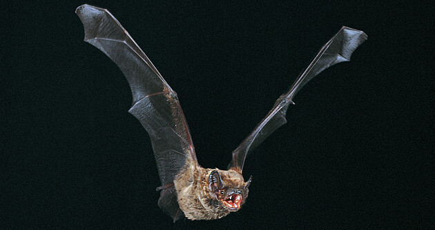 Das Foto zeigt eine Fledermaus (Großer Abendsegler) mit ausgebreiteten Flügeln im Flug