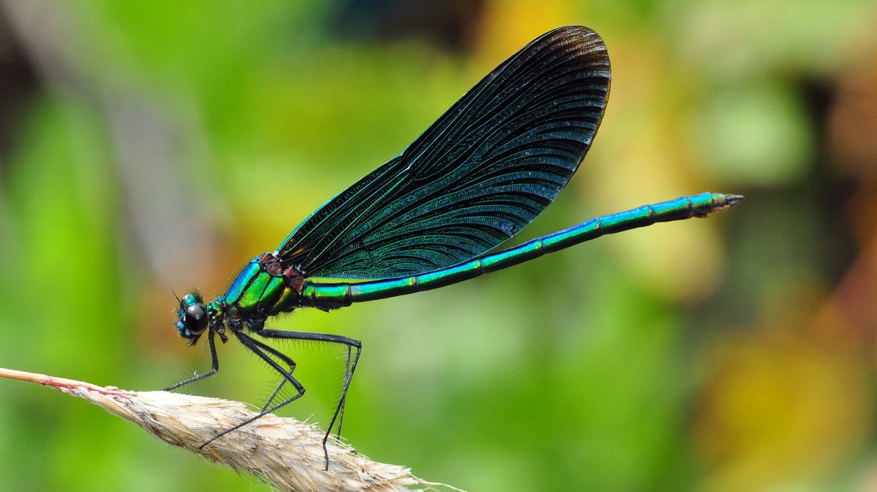 Blauflügel-Prachtlibelle (Calopteryx virgo) sitzt auf einem Stängel