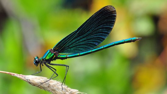 Blauflügel-Prachtlibelle (Calopteryx virgo) sitzt auf einem Stängel