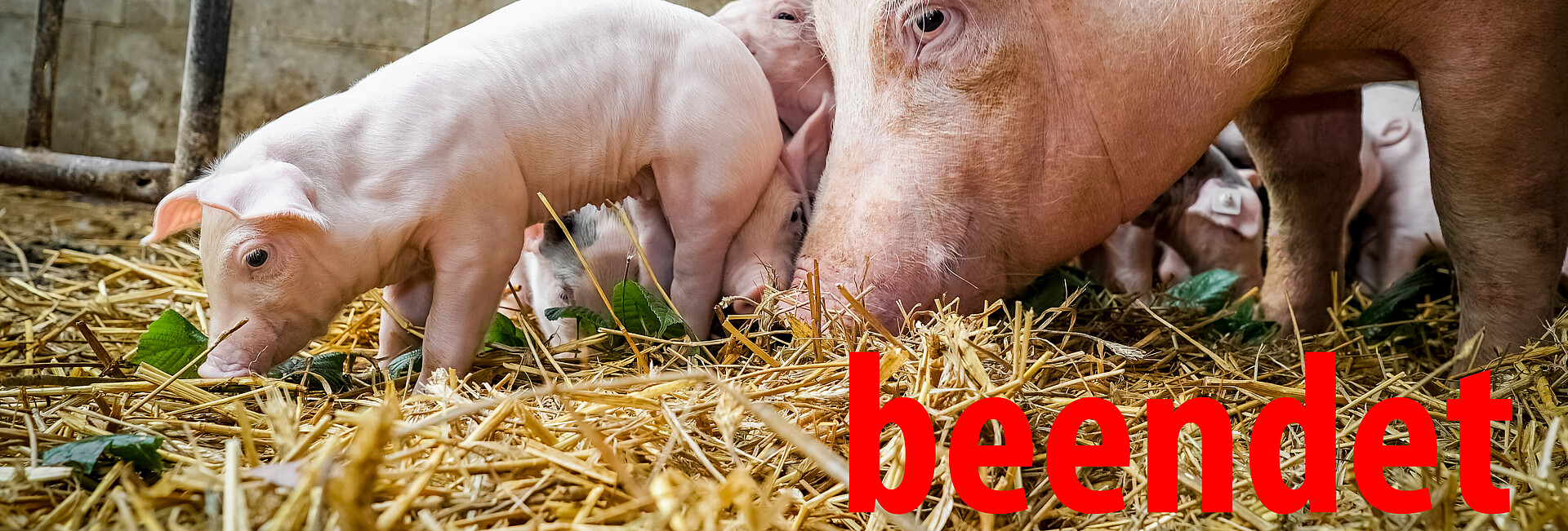 Muttersau mit Ferkel auf im Stall mit Stroheinstreu