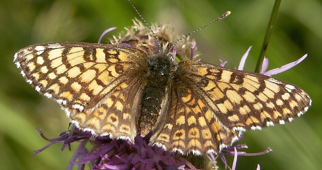 Ein heller Schmetterling mit dunklen Streifen sitzt auf einer Blume. 
