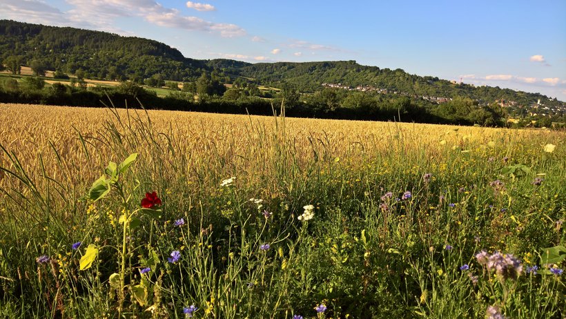 Blühstreifen an einem Acker im Ammertal