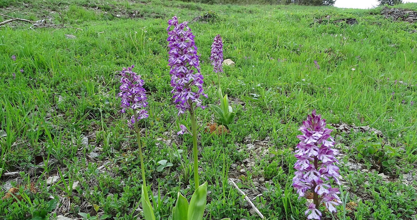 Orchideenreicher Kalk-Pionierrasen bei Schweinberg