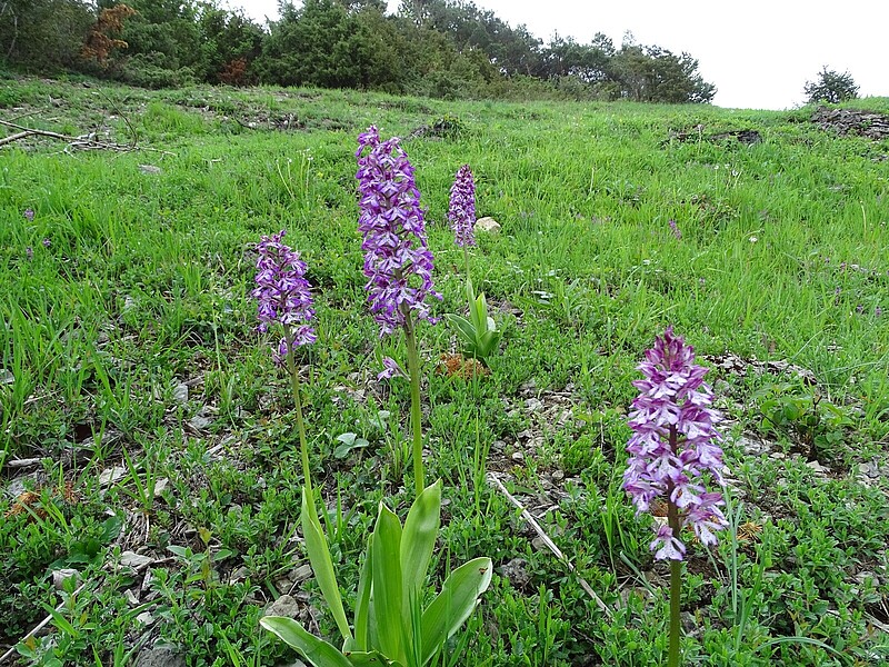 Orchideenreicher Kalk-Pionierrasen bei Schweinberg