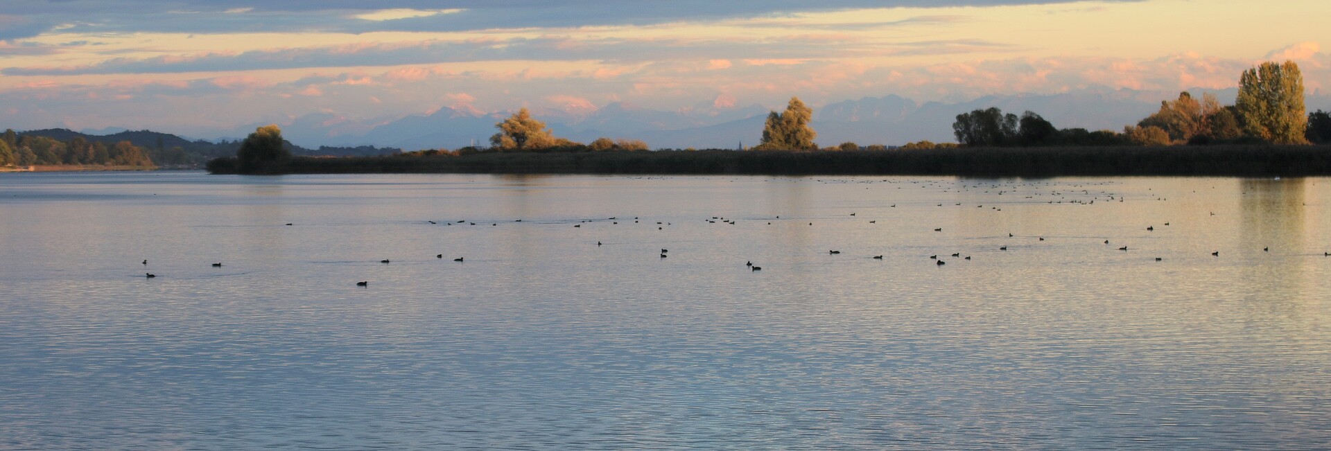 Teilstück des Bodensees mit Enten