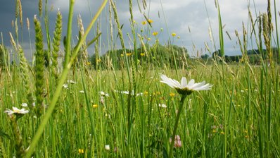 Margeriten in der Wiese