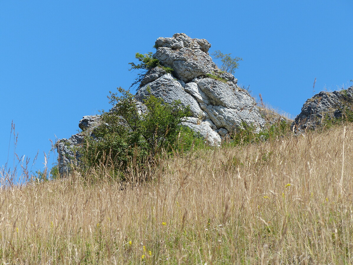  In der einst vom Hohenstaufen abgeglittene Rutschscholle der Spielburg treten Weißjurafelsen zu Tage