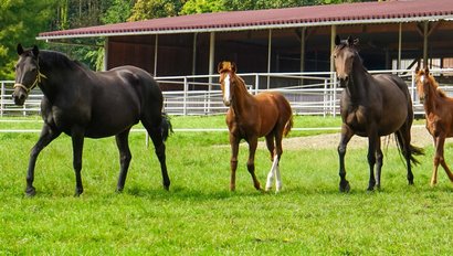 Pferde auf der Weide