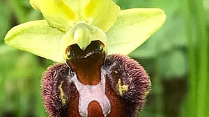 Eine seltene Orchidee im Naturschutzgebiet Taubergießen