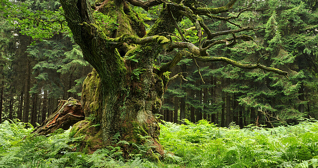 Das Bild zeigt einen Baum, im Hintergrund Wald
