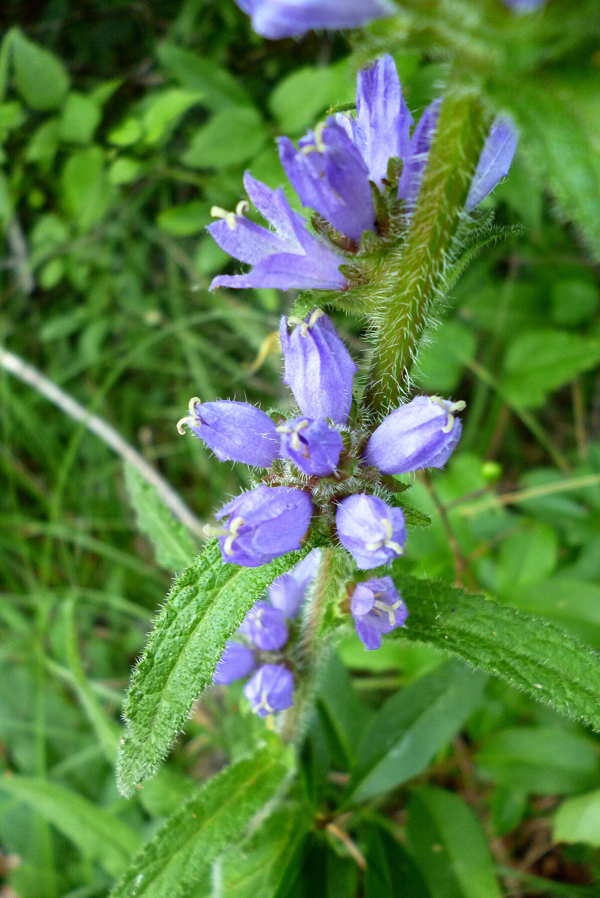 Detailaufnahme einer blühenden Borstigen Glockenblume