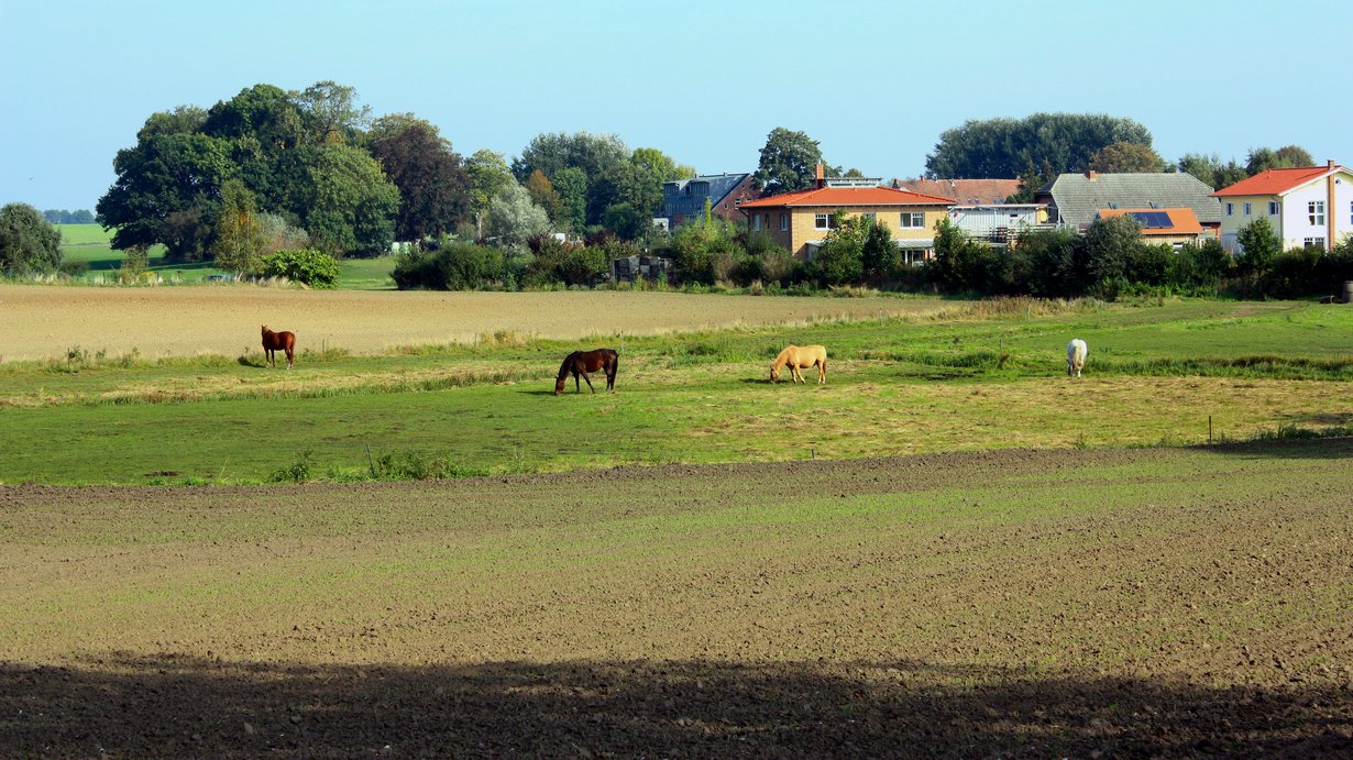 Vier Pferde auf der Weide; im Hintergrund Bebauung