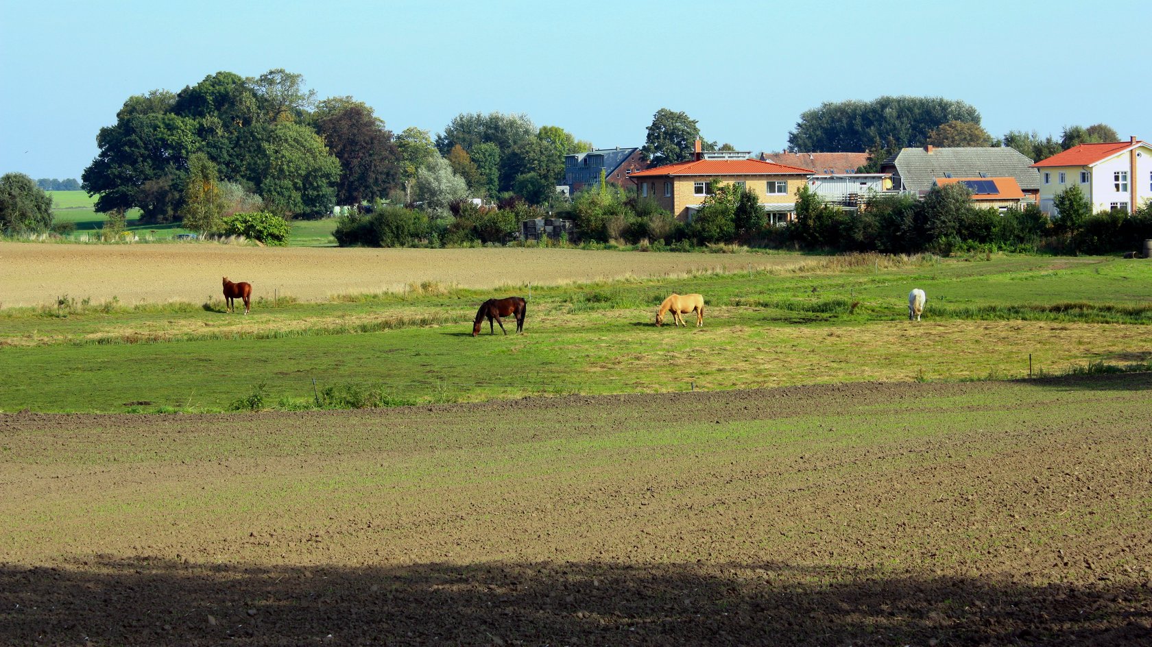 Vier Pferde auf der Weide; im Hintergrund Bebauung