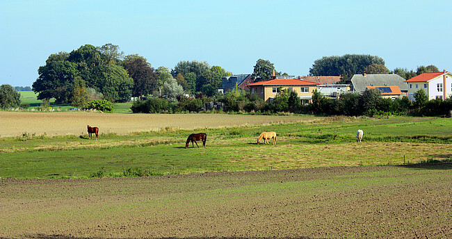 Vier Pferde auf der Weide; im Hintergrund Bebauung