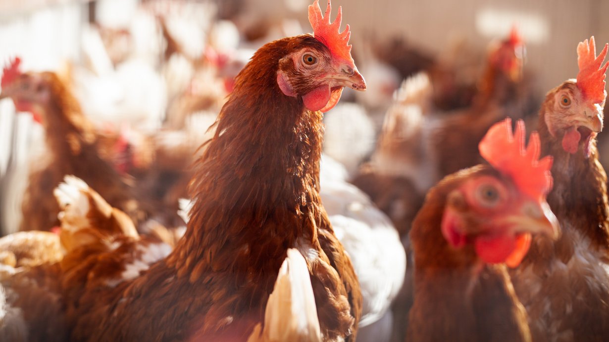 Huhn mit braunem Gefieder im Hühnerstall, im Hintergrund sieht man weitere Hühner