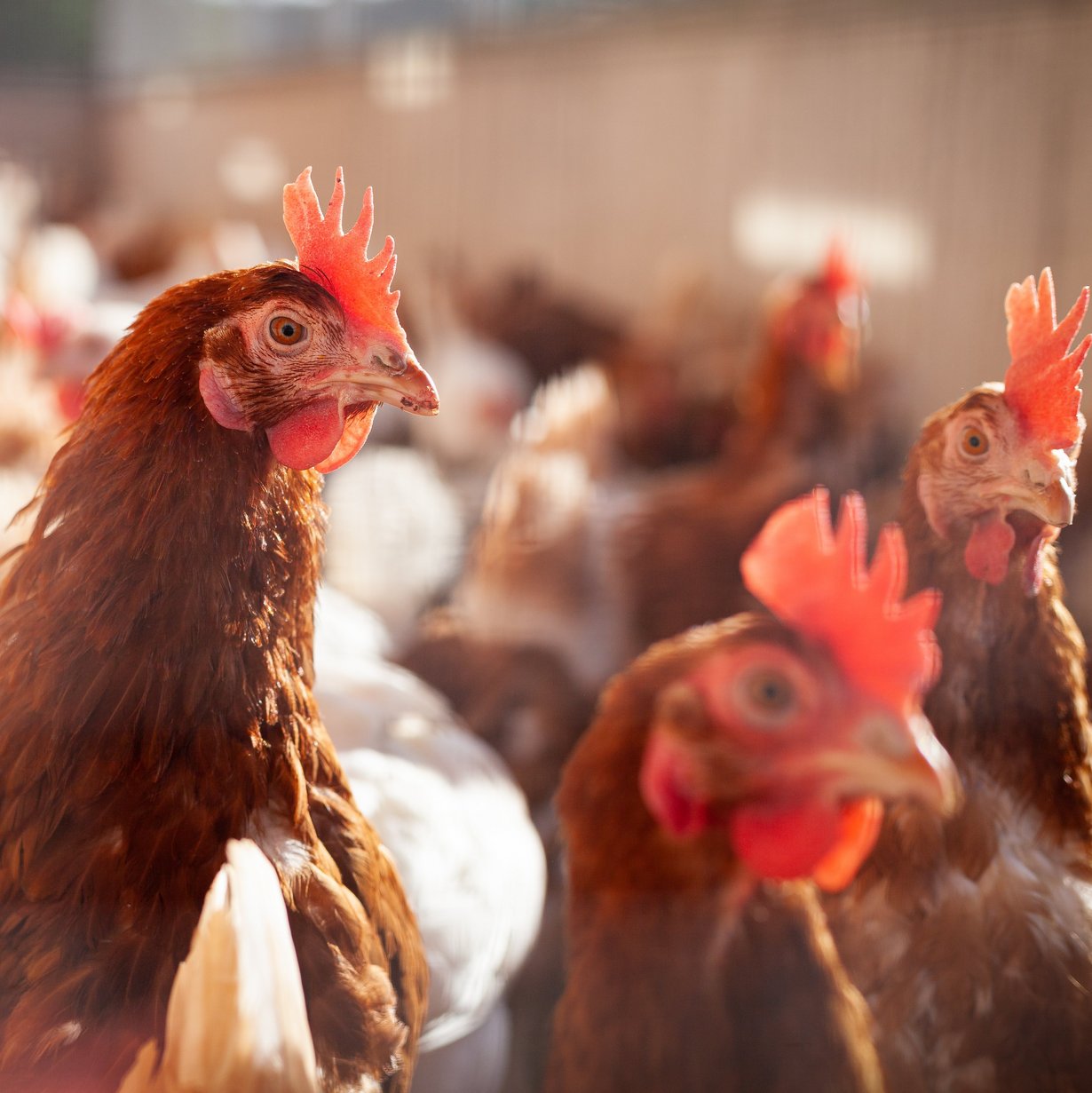 Huhn mit braunem Gefieder im Hühnerstall, im Hintergrund sieht man weitere Hühner