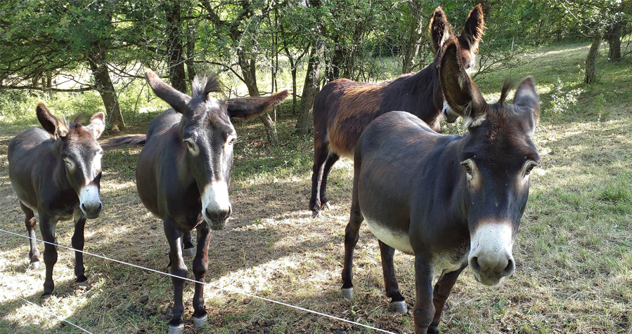 Pyrenäen- und Zamorano-Esel weiden gemeinsam im NSG Essigberg