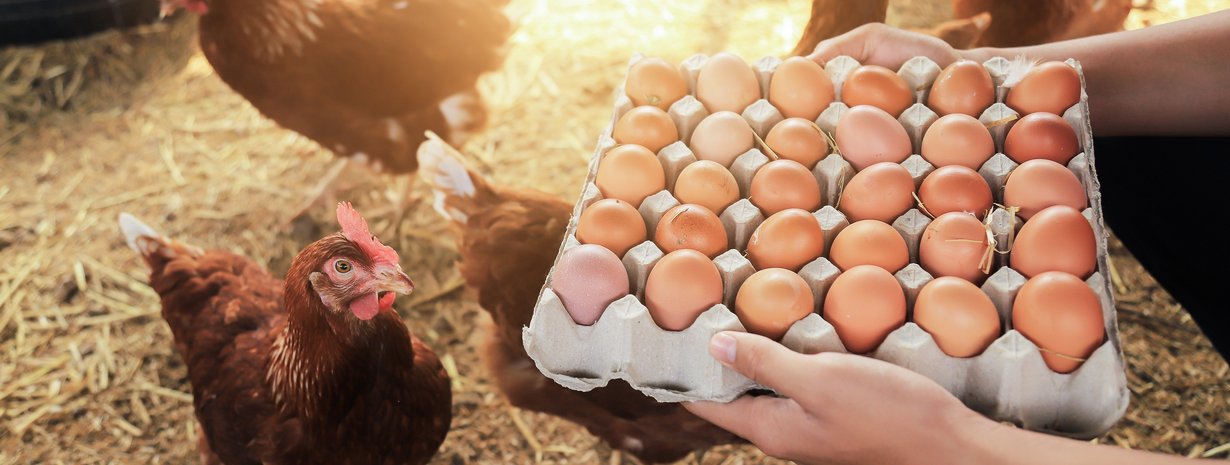 Eier direkt aus dem Hühnerstall