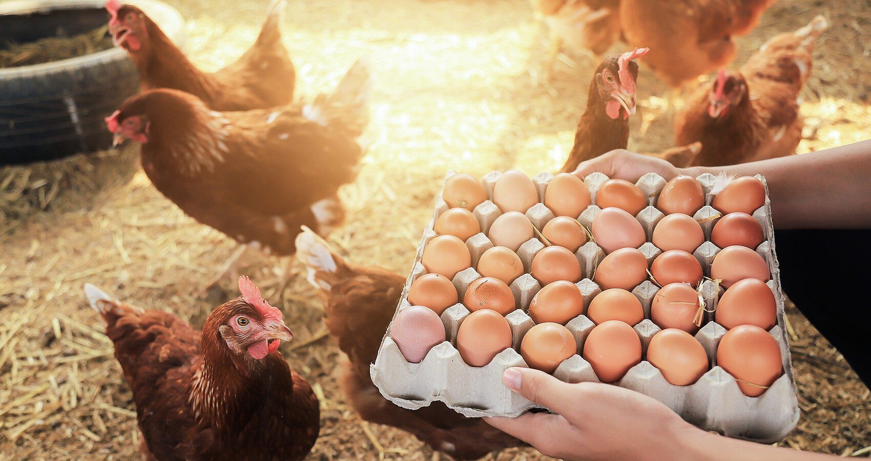 Eier direkt aus dem Hühnerstall