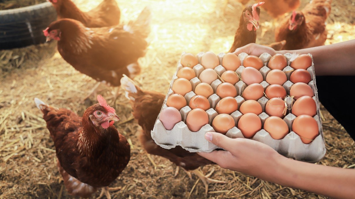 Eier direkt aus dem Hühnerstall